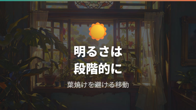 置き場所と日当たりの見直しは明るさと葉焼けを両方見る