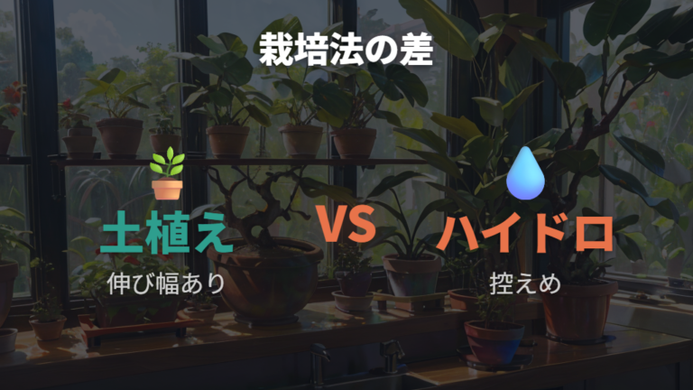 土植えとハイドロカルチャーの成長差を見る