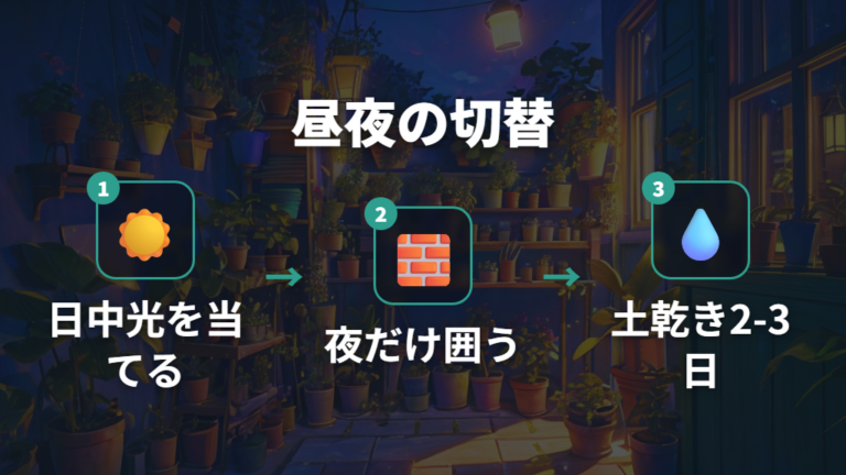 冬の水やりと置き場所は昼夜で切り替える