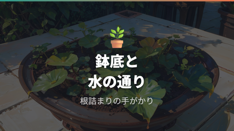 根詰まりと植え替えのサインは鉢底と水の通りで見る