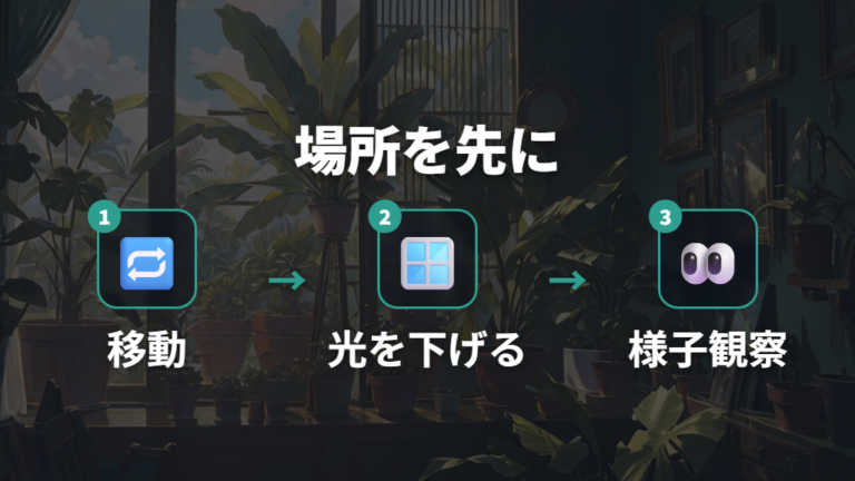 色抜けした葉への対処法は置き場所変更から始める