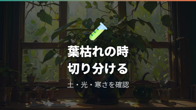 葉が枯れる原因と対処法は水・光・寒さを切り分ける