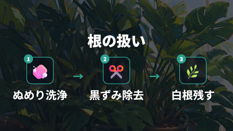 植え替え手順と根の扱い方は傷めないことを優先する