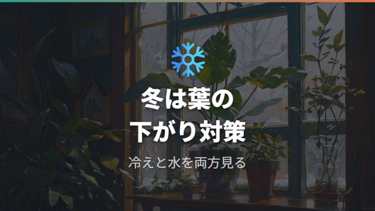冬に葉が下を向く理由は低温と水の与えすぎにある