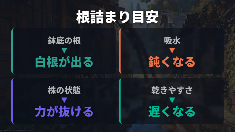 根詰まりと植え替えの目安は鉢底の根と水の吸い込みで見る