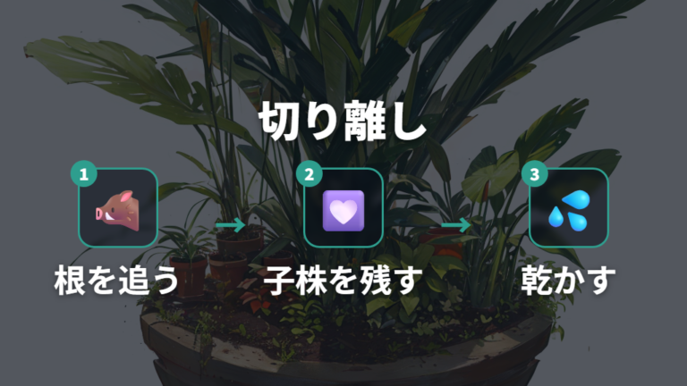 子株の切り離し方は根と地下茎を見て決める