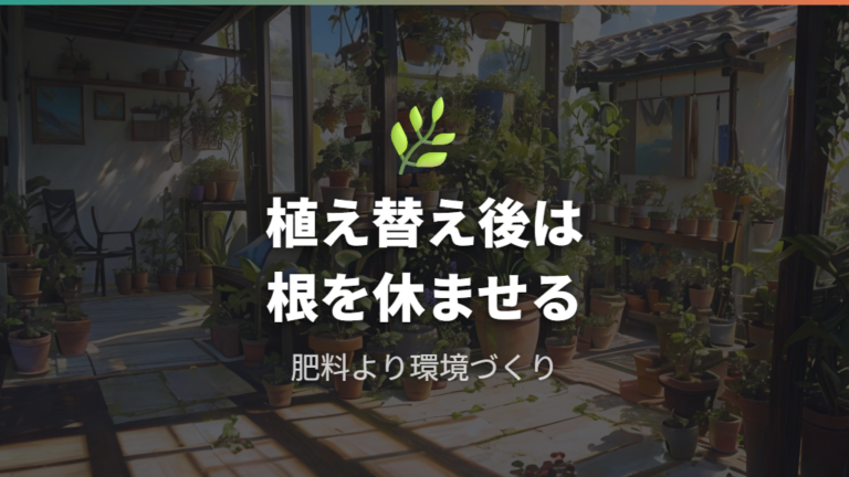 植え替え後に葉を大きく育てる管理を整える