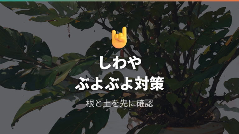 幹のしわやぶよぶよは根と土の状態から確認する