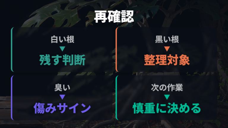 切ってよい根と残す根の違いを植え替え中に再確認する