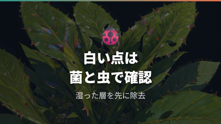 カビや虫が出たときはどう対処する?