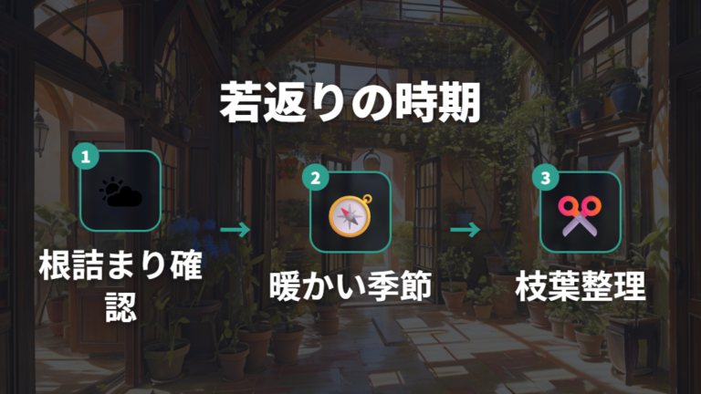 植え替えと剪定で株を整えるタイミング