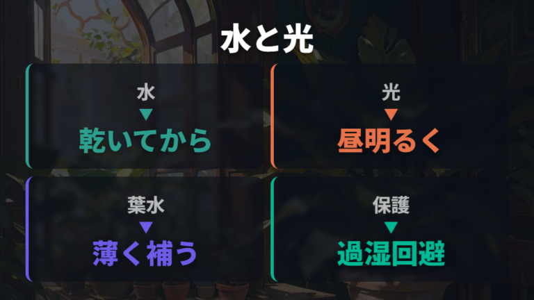 冬の水やりと日当たり管理は乾かし気味と明るさの両立