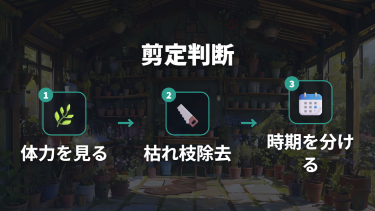 剪定と植え替えの判断は時期と株の体力で決める