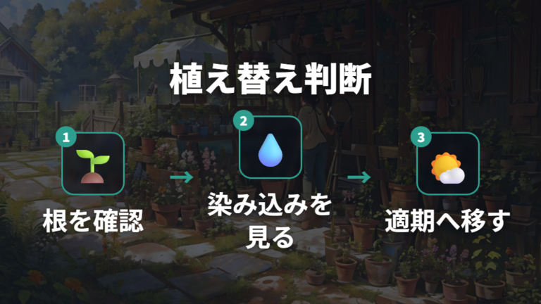 根詰まりと植え替えの判断は鉢底と水の染み込みで見る