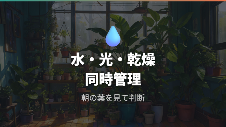 寒い時期に枯らさない管理は水・光・乾燥をそろえる