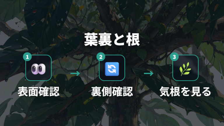 霧吹きと葉水の正しい使い方は葉裏や気根の乾き方も見る