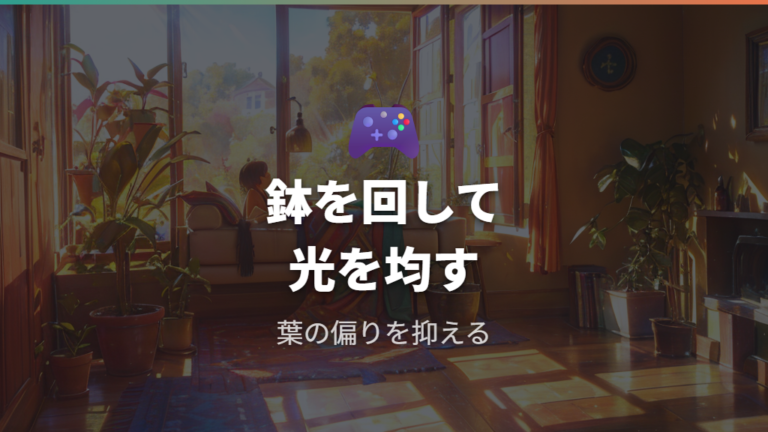 編み込みパキラの魅力を長く保つには鉢を回して光をならす