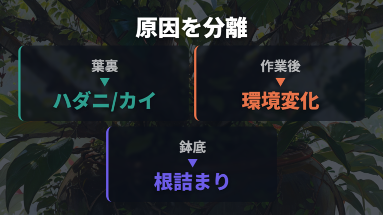 病害虫と植え替えストレスは葉裏と作業後の変化で見る