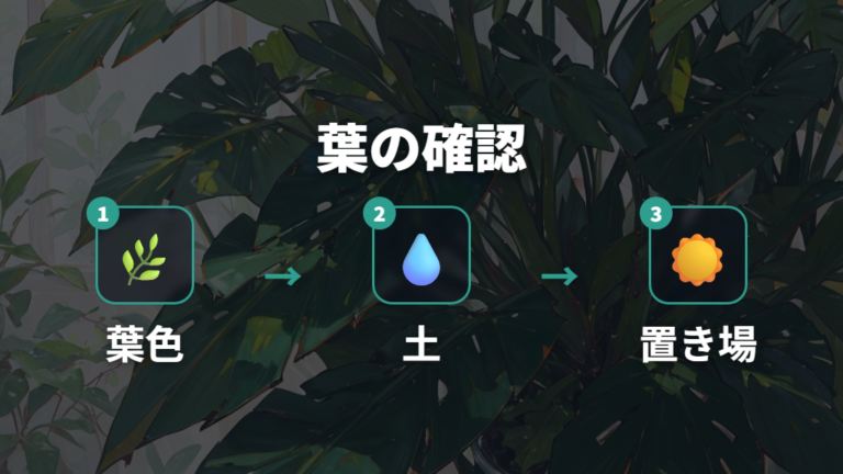 葉が増えない場合の対処法は葉の状態を見ることから