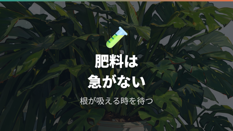 肥料は根が落ち着くまで急がない