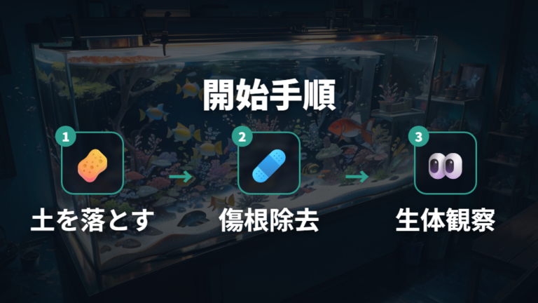 魚の水槽と植物の組み合わせを安全に始める手順