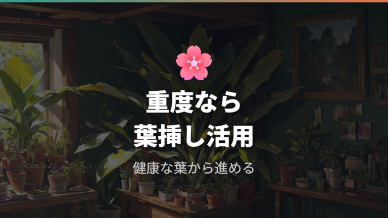 重度の形崩れは葉挿しも選択肢に入れる