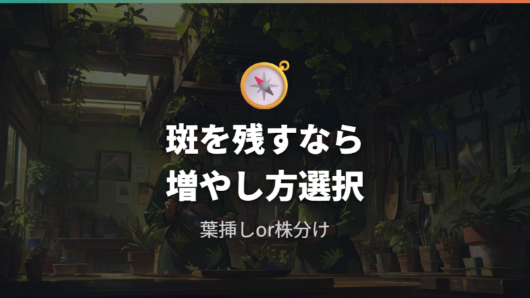 斑入りを残したい時は葉挿しと株分けを使い分ける