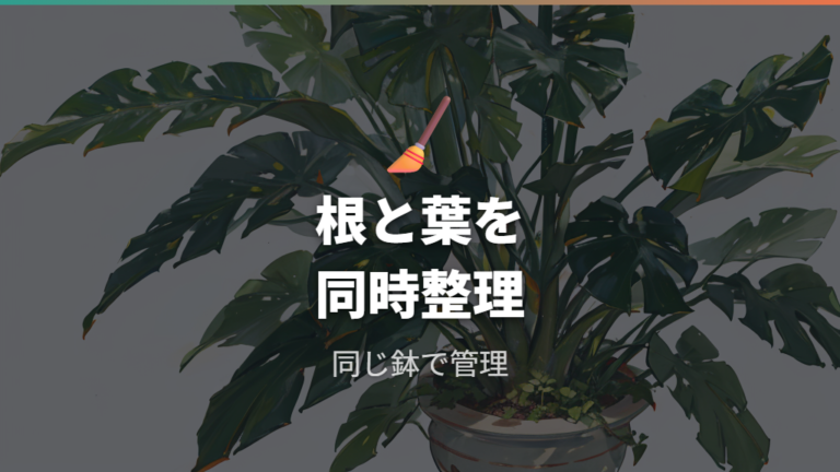 鉢植えでどこまで育つかを抑えたい時は根と葉を同時に整理する