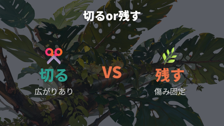 斑点が出た葉は復活する?切るか残すかの目安