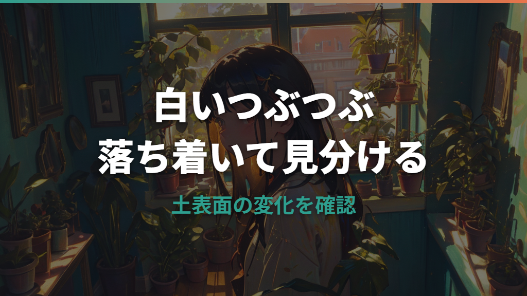 観葉植物の土の白いつぶつぶは何？肥料・カビ・虫の卵の見分け方