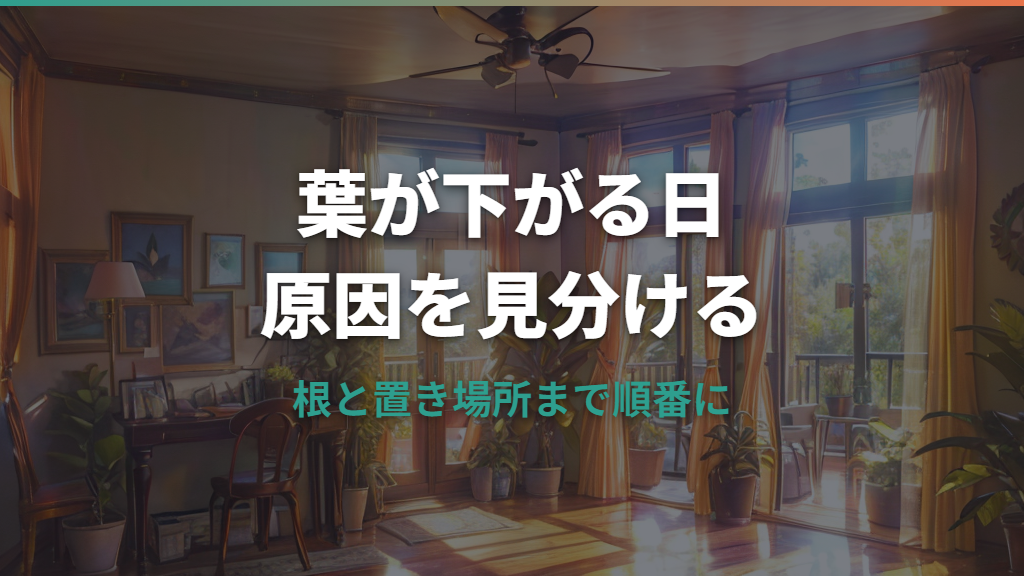 ウンベラータの葉が垂れる原因は水不足？根腐れや置き場所の見分け方
