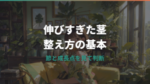 モンステラが伸びすぎたらどこで切る?剪定・挿し木・支柱の整え方