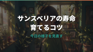 サンスベリアの寿命は何年?枯れるサインと長生きさせる育て方