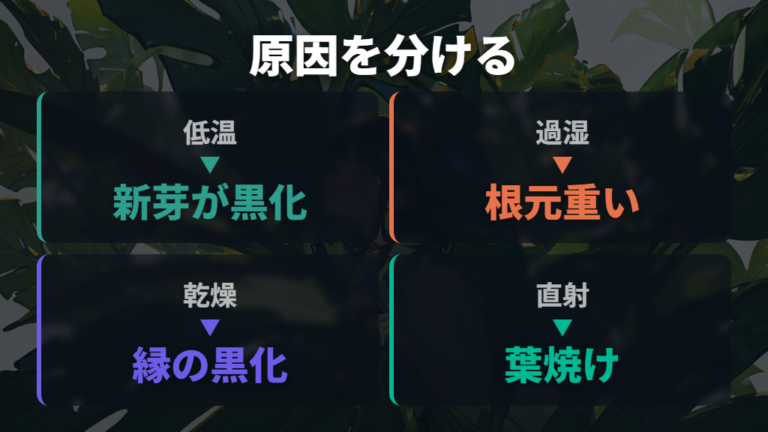新芽が黒くなる主な原因を順番に確認する