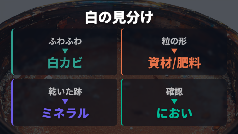 白いつぶつぶの正体と見分け方を最初に整理する