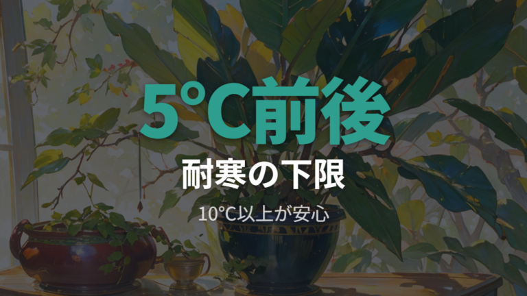 耐寒温度と冬越しの目安をまず押さえる