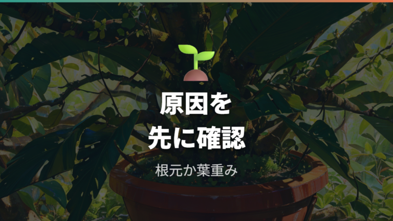 支柱が必要なパキラの状態を見分ける