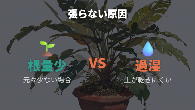根が張らない主な原因は根量の少なさと過湿に分ける