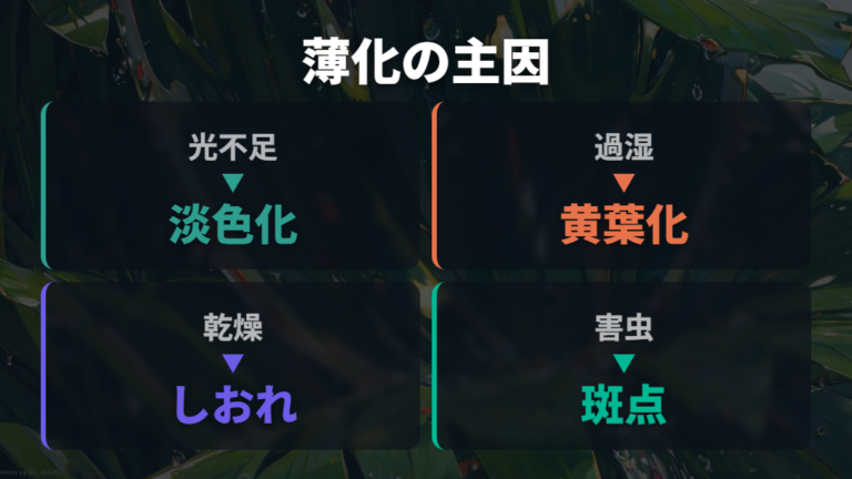 葉の色が薄くなる主な原因を最初に整理する