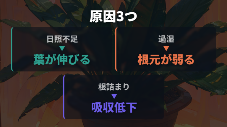細くなる主な原因は日光不足・過湿・根詰まり