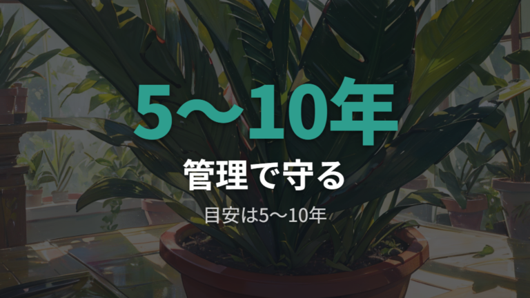 サンスベリアの寿命の目安は5〜10年から20年以上まで幅がある