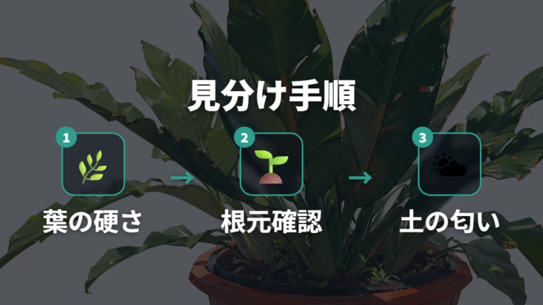 復活できるサンスベリアの見分け方は健康な部分の有無を見る