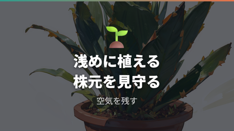 植え替えで埋める深さの目安は浅めを基本にする