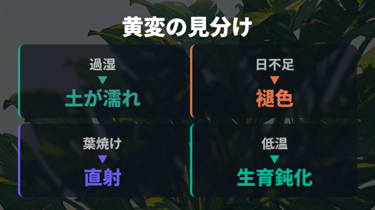 葉が黄色くなる原因の見分け方