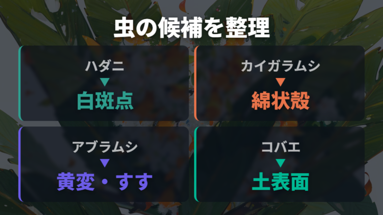 ガジュマルに付きやすい虫の種類を一覧で押さえる