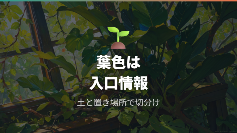 葉が黄色くなる原因の見分け方は土と置き場所も見る