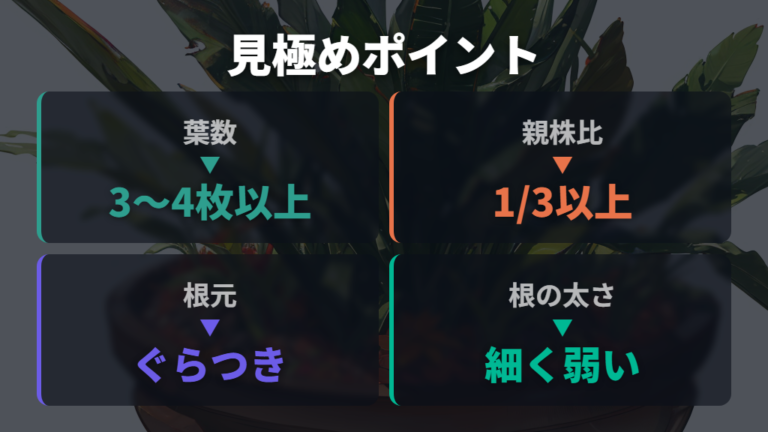 失敗しやすい株の見分け方は葉と根の体力を見る
