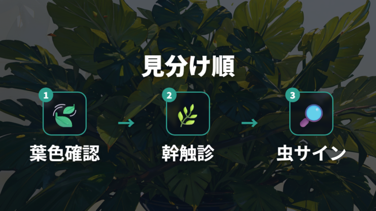 元気がないときの見分け方は葉色と幹の硬さから始める