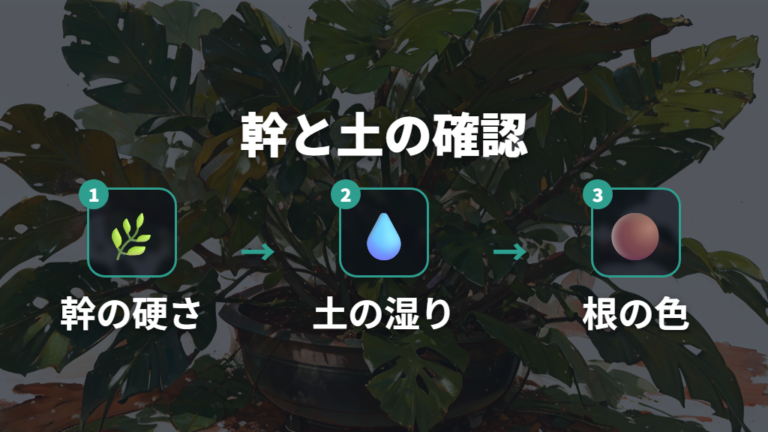 根腐れで根が育たないケースは幹と土の状態から疑う