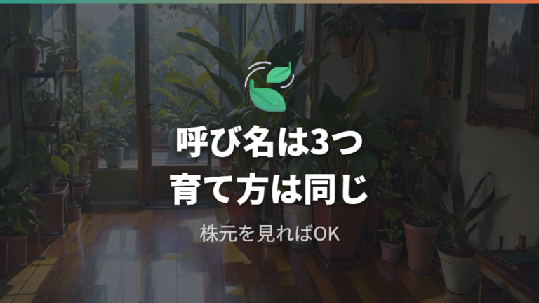 トックリランとしての寿命の目安を名前から理解する